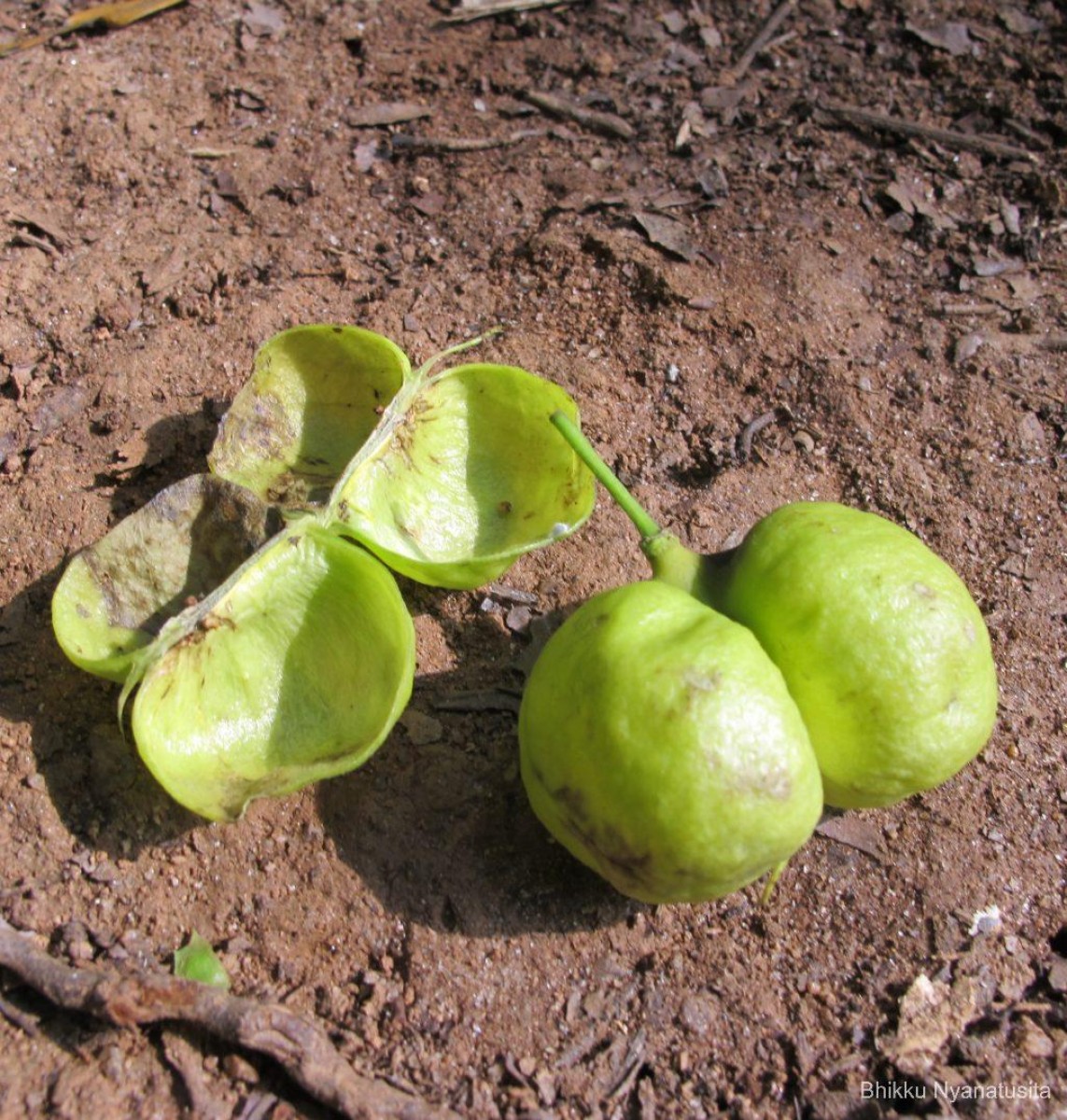 Harpullia arborea (Blanco) Radlk.